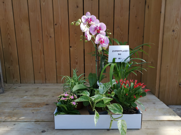 Zimmerpflanzen-Box