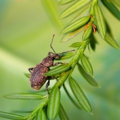 Dickmaulrüssler Käfer