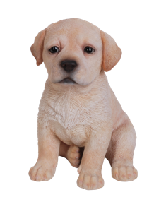 Labrador Welpe, hellbraun