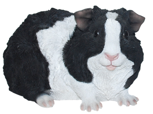 Meerschweinchen Letty
