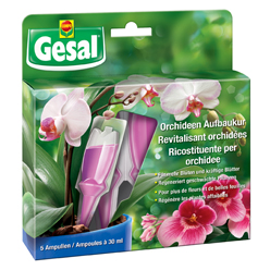 Orchideen Aufbaukur