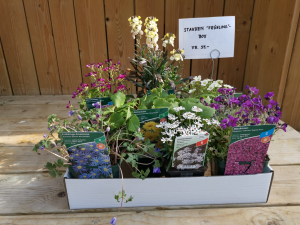 Stauden-Box