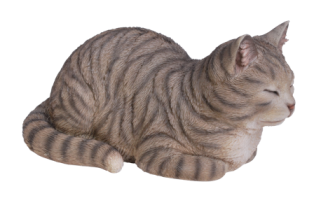 Träumende Katze, graugetiegert