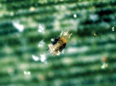 Phytoseiulus low RH gegen Spinnmilben bei tiefer Luftfeuchtigk.
